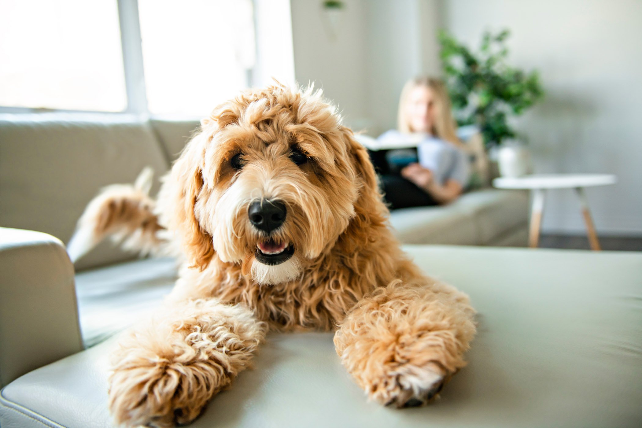 pet policy at Sedgefield Square Apartments